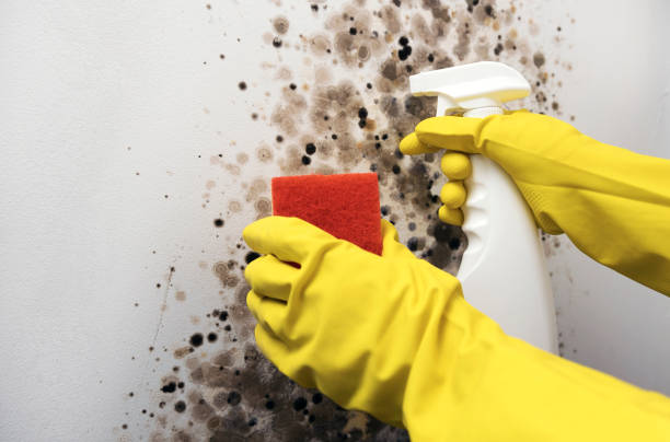 Best Mold Remediation for Specific Building Types in West Homestead, PA